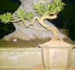 BONSAI ĐỂ BÀN TÙNG LA HÁN 02