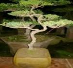 BONSAI ĐỂ BÀN TÙNG CỐI 02