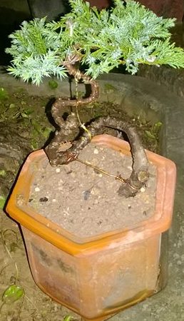 Bonsai để bàn tùng cối 04