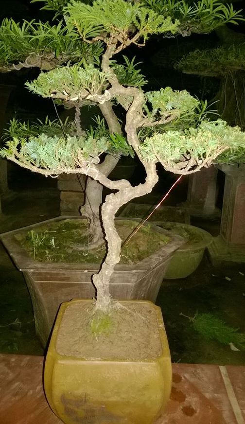 Bonsai để bàn tùng cối 02