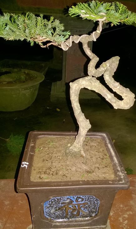 Bonsai để bàn tùng cối 03