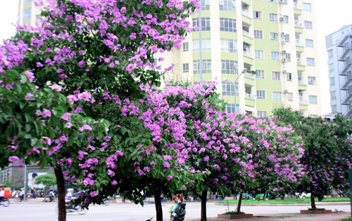 cây bằng lăng