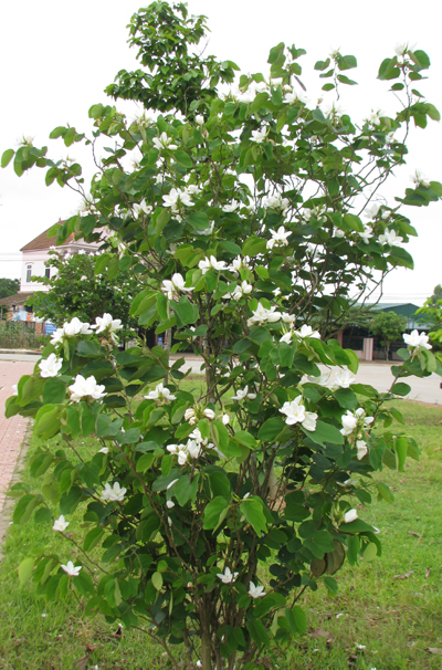 Cây Ban trắng