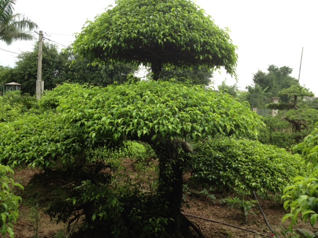 Long giáng nhỏ