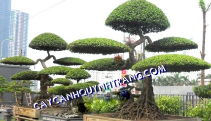 Sanh thế long giáng 04